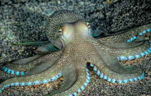 Octopuson Seabed Wallpaper