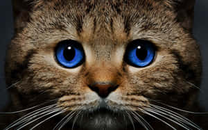 Ojos Azules Cat With Deep Blue Eyes Wallpaper