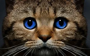 Ojos Azules Cat With Deep Blue Eyes Wallpaper