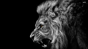 Old Overt Lion Wallpaper