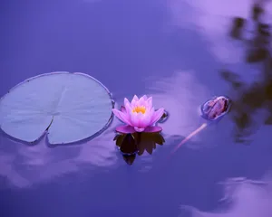 Old Tropical Wooden Hut And Green Foliage In The Forest. Wallpaper