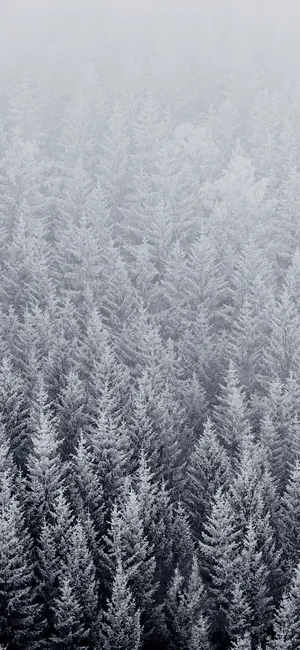 Old Winter Pine Forest Wallpaper