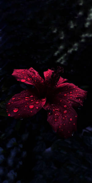 Oled Raindrops On Hibiscus Wallpaper