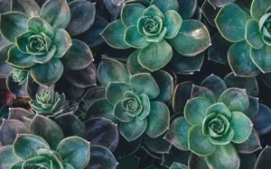 Olive Greenaesthetic Desktop Succulent Plants Wallpaper