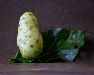 One Noni Fruit Leaf Wallpaper