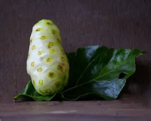 One Noni Fruit Leaf Wallpaper