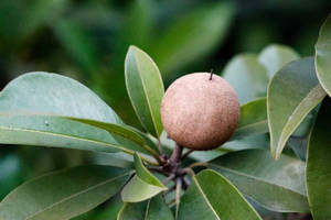 One Round Sapodilla Fruit Wallpaper