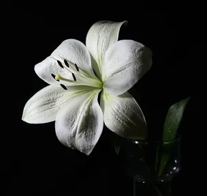 One White Lily Black Setting Wallpaper