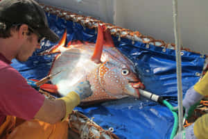 Opah Fish Research Activity Wallpaper