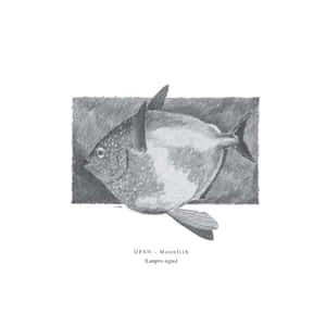 Opah_ Moonfish_ Illustration Wallpaper