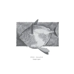 Opah_ Moonfish_ Illustration Wallpaper