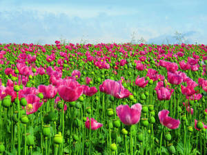 Opium Poppies Field Wallpaper