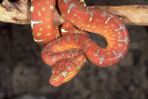 Orange And White Snake Hd Wallpaper