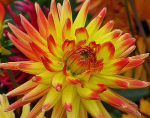 Orange And Yellow Cactus Dahlia Flower Wallpaper