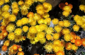 Orange And Yellow Flowers Wallpaper