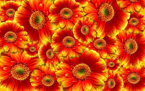 Orange And Yellow Gerbera Flat Lay Wallpaper