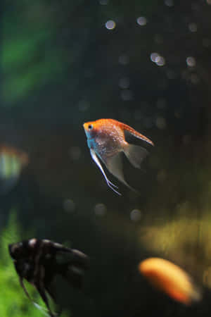 Orange Angelfishin Aquarium Wallpaper