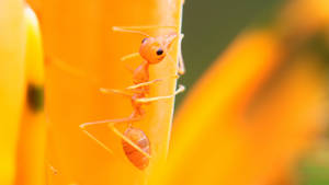 Orange Ant Wallpaper