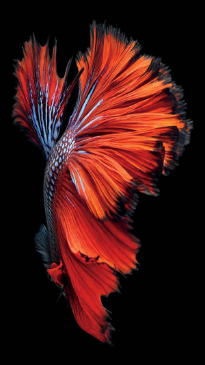 Orange Blue Beta Fish Iphone 8 Live Wallpaper