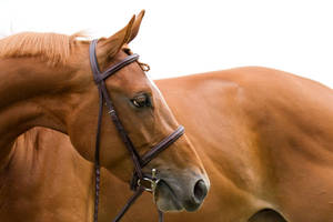 Orange Brown Horse Face Wallpaper