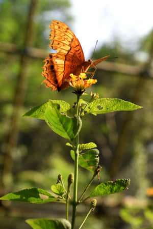 Orange Butterflyon Flower.jpg Wallpaper