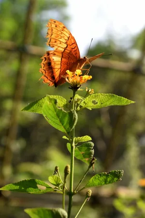 Orange Butterflyon Flower.jpg Wallpaper