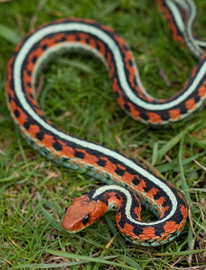 Orange California Red-sided Garter Snake Wallpaper