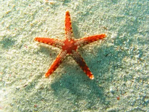 Orange Crab-like Starfish Wallpaper