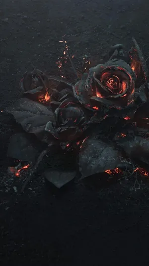 Orange Ember Black Rose Iphone Wallpaper