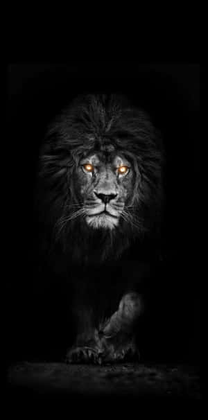 Orange Eyes Black And White Lion Wallpaper