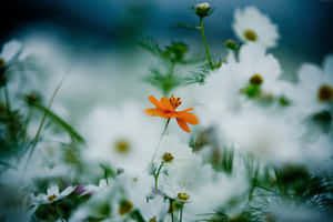 Orange Flower Among White Cosmos Field Wallpaper