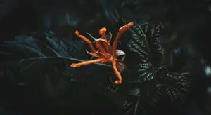 Orange Flower Dew Drop Dark Leaves Wallpaper