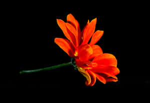 Orange Flower Tithonia Wallpaper