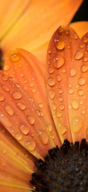 Orange Flower Water Droplets Closeup.jpg Wallpaper