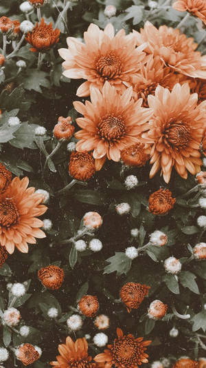 Orange Flowers In A Garden Wallpaper