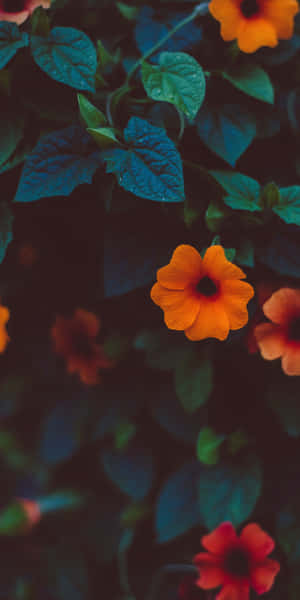 Orange Flowers On A Dark Background Wallpaper