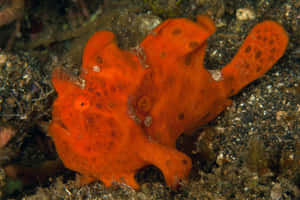 Orange Frogfish Camouflage.jpg Wallpaper