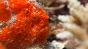 Orange Frogfish Camouflage.jpg Wallpaper