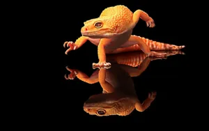 Orange Gecko On Reflective Floor Wallpaper