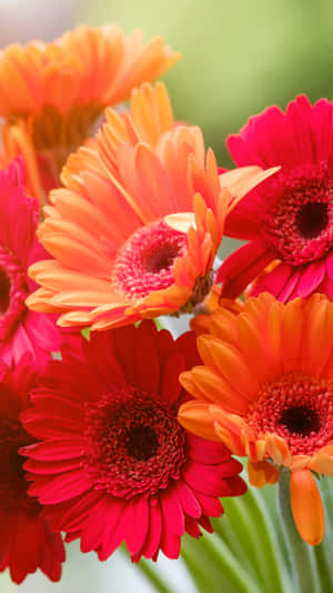 Orange Gerbera Spring Daisy Iphone Wallpaper