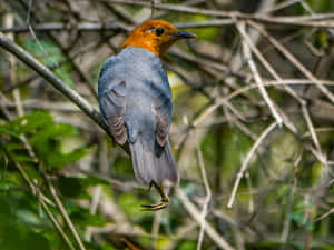 Orange Headed Thrush Perched In Nature.jpg Wallpaper