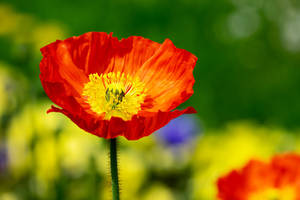 Orange Iceland Poppy Wallpaper