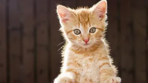 Orange Kitten In Backyard Wallpaper