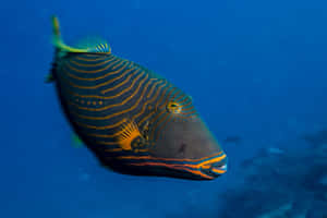 Orange Lined Triggerfish Swimming Wallpaper