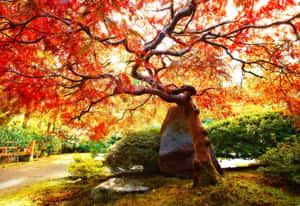 Orange Maple Cool Japanese Tree Wallpaper