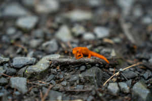 Orange Newton Rocky Ground.jpg Wallpaper