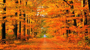 Orange Path Fall Desktop Wallpaper