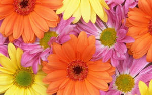 Orange Pink Yellow Daisy Aesthetic Wallpaper