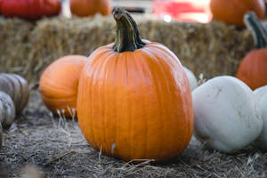 Orange Pumpkin On Hay Wallpaper