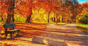 Orange, Red And Yellow Leaves On A Sunny Autumn Day Wallpaper